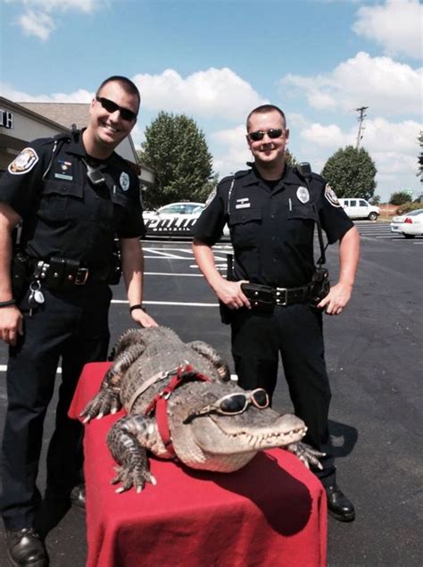 Louisville escort alligator  If she's out there, she's in here! • View ESCORT ALLIGATOR
